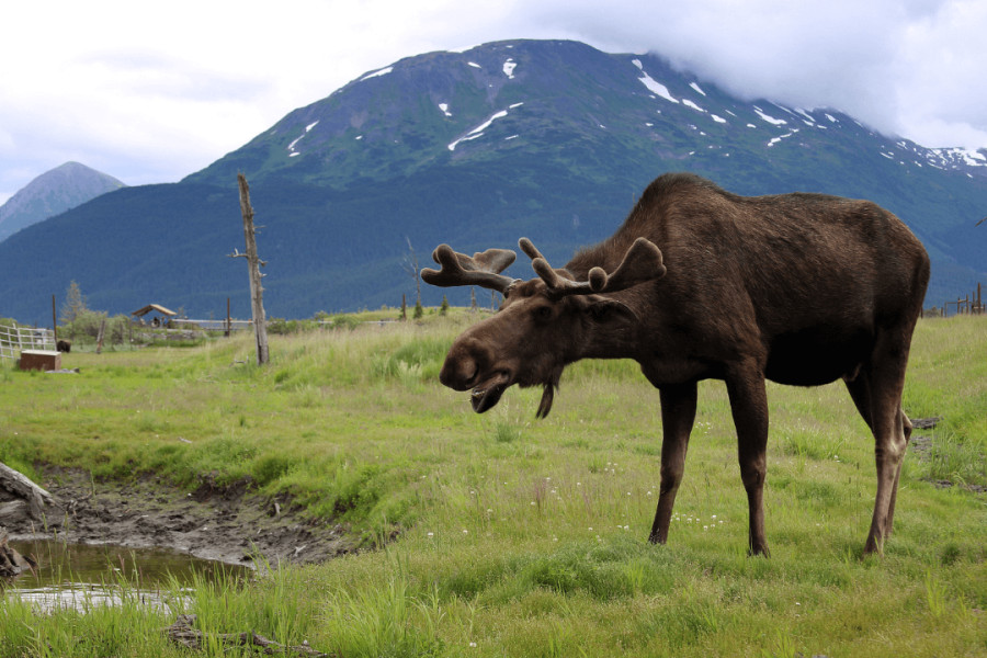 Alaska Wildlife Conservation Center