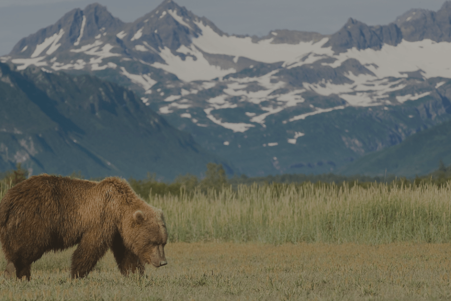 Brown bear in Alaska with mountains towering in the background
